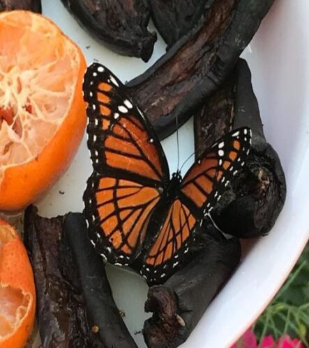 Creating a Fruit Feeding Station for Butterflies (Learning Through Community)